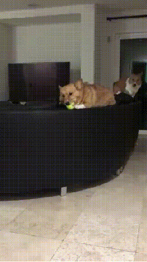뭐 하시는가???......gif | 인스티즈