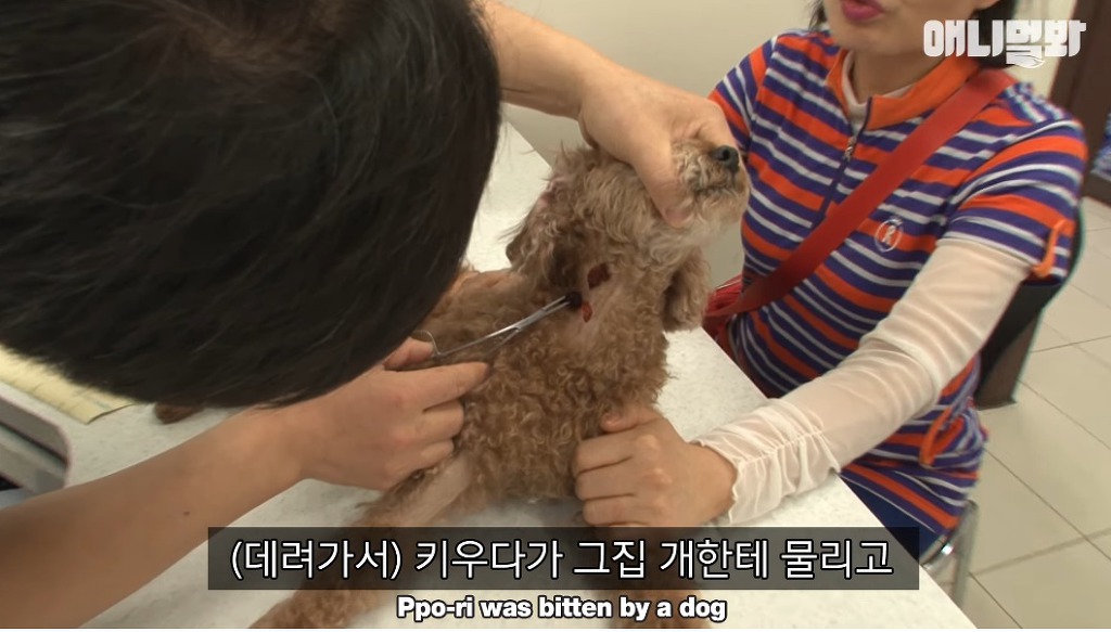 대낮에 남의 개를 납치한 여자 | 인스티즈