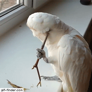 앵무새가 가려움을 해결하는 방법.gif | 인스티즈