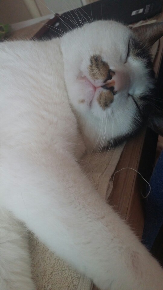 저희집고양이들 3부(完).jpg | 인스티즈