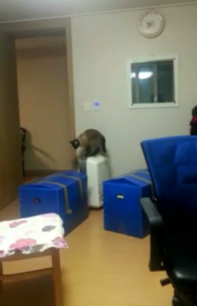 이 녀석 고양이 아닐지도 몰라 | 인스티즈