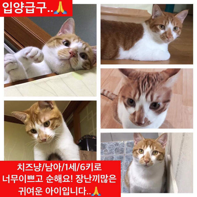 곧 안락사 될 강아지랑 방사 될 고양이 봐줘ㅜㅜ | 인스티즈