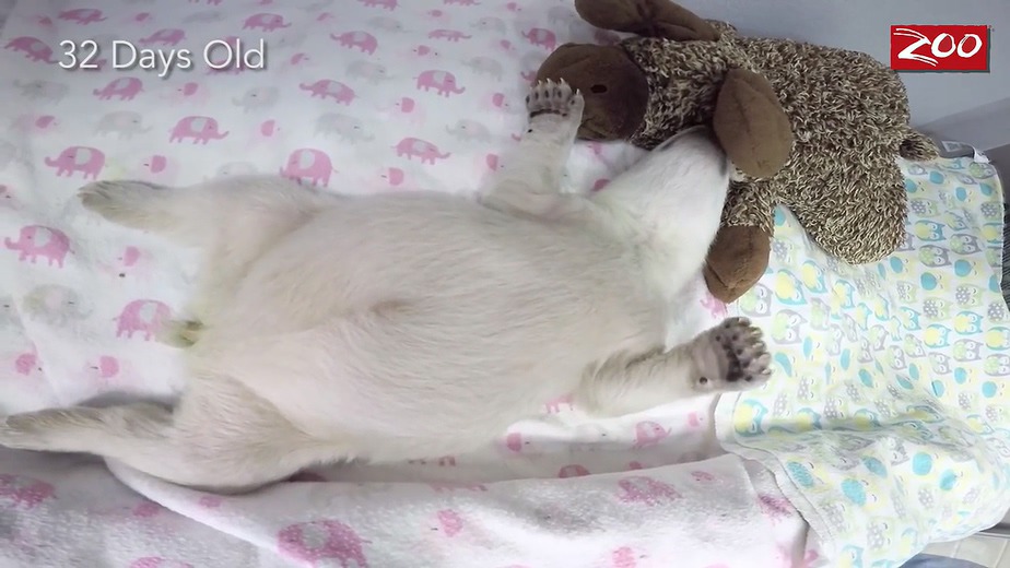 귀여운 북극곰.gif | 인스티즈