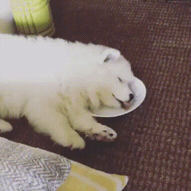 먹는꿈 꾸는 댕댕이.gif | 인스티즈