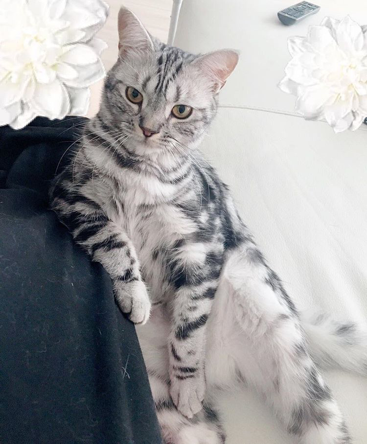 오늘자 고양이 생일파티 해준 전효성 ㅋㅋㅋㅋㅋㅋㅋㅋㅋ | 인스티즈