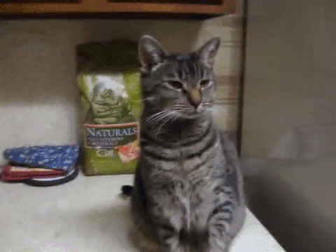 새벽에는 고양이.gif | 인스티즈