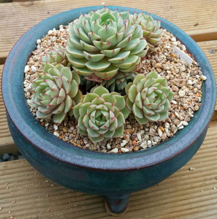 바디스 이미지
