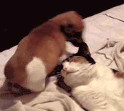 강아지와 고양이 | 인스티즈