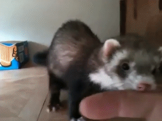 자기자식 보여주는 동물.gif | 인스티즈