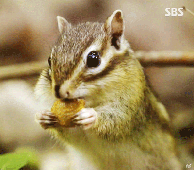 식사하는 다람쥐.gif | 인스티즈