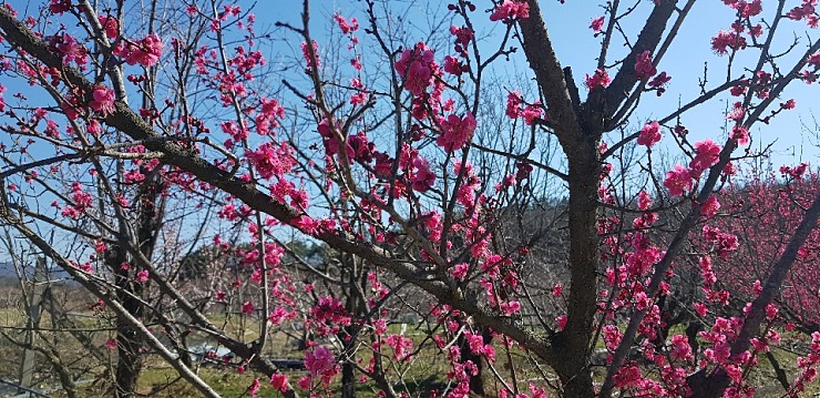 우리산약초 이미지