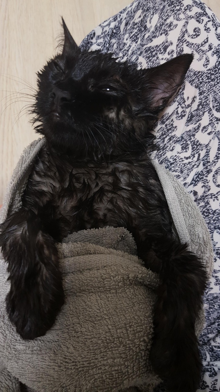 디씨에서 귀여움만으로 힛갤간 고양이 | 인스티즈