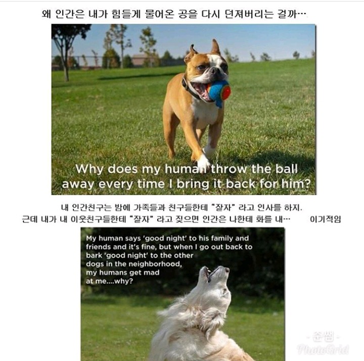 강아지가 인간칭구칭구에게 진짜 궁금한것들 | 인스티즈