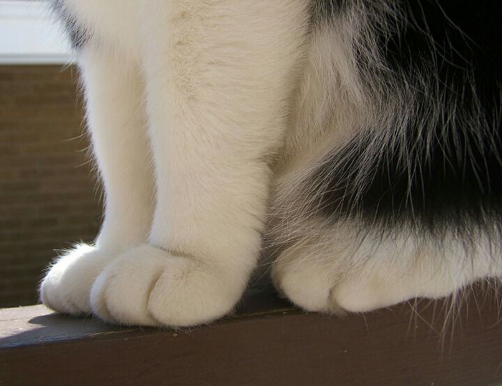 고양이 애호가들이 환장해 하는 부위 | 인스티즈