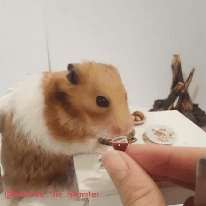 햄스터에게 스테이크와 와인을 줬다.gif | 인스티즈
