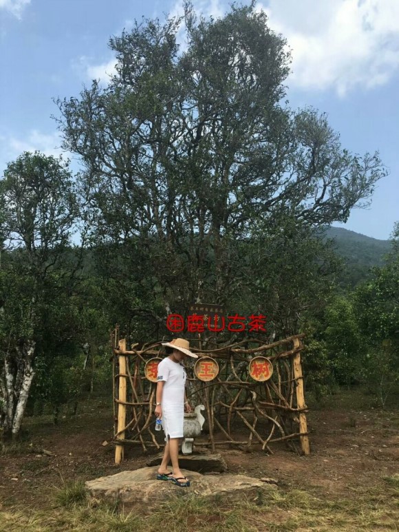 차마실 이미지