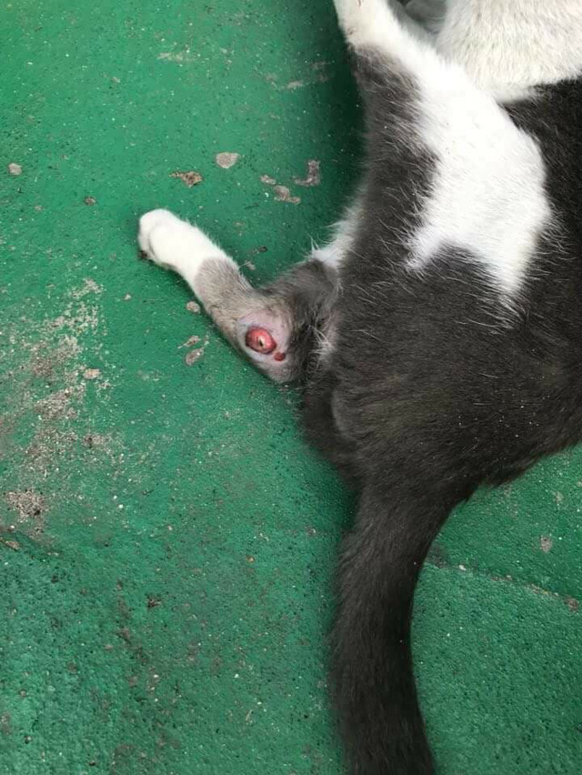 다친 고양이 한번씩만 봐주라..!! 아직도 후원 중이야! | 인스티즈