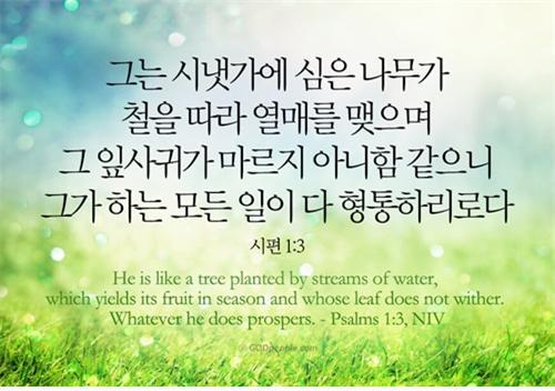 시냇가에심은나무 이미지