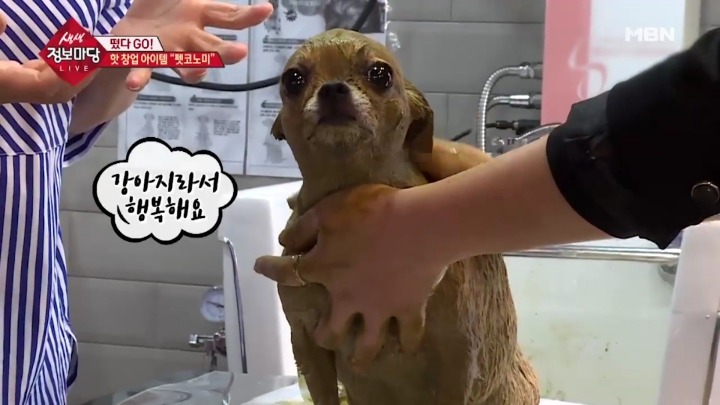 강아지 아로마테라피.jpg | 인스티즈