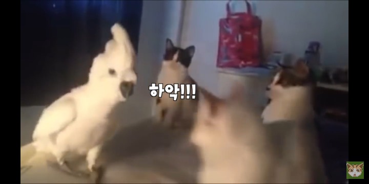 고양이 앞에서 하악질 하는 앵무새 | 인스티즈