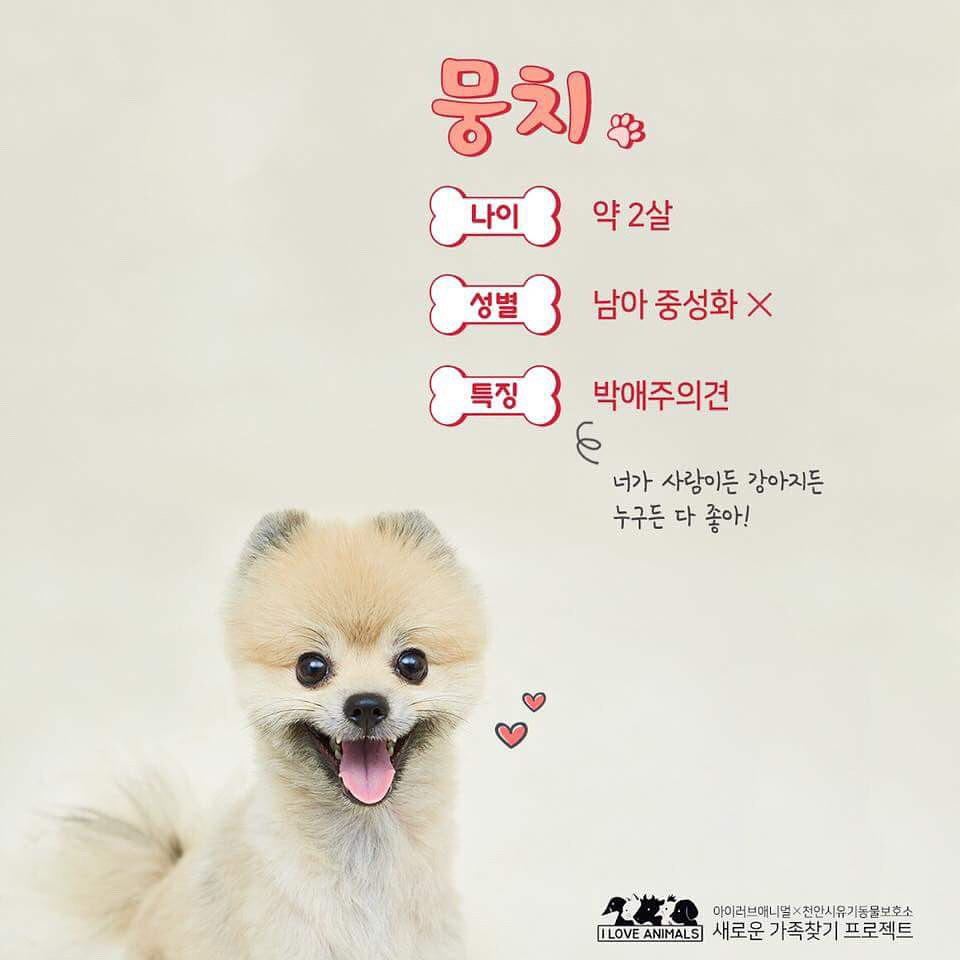 우리는 언제 가족이 생기나요? 사지 말고 입양하세요! | 인스티즈
