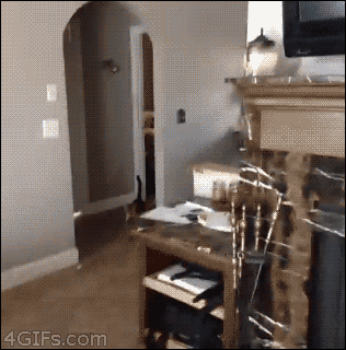 주인새끼 또 미쳤네.gif | 인스티즈
