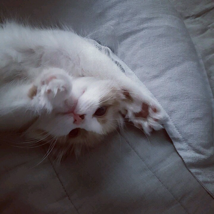 걸스데이 소진이 기르는 고양이 룽지 | 인스티즈