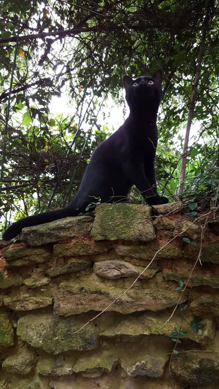 디씨에서 귀여움만으로 힛갤간 고양이 | 인스티즈