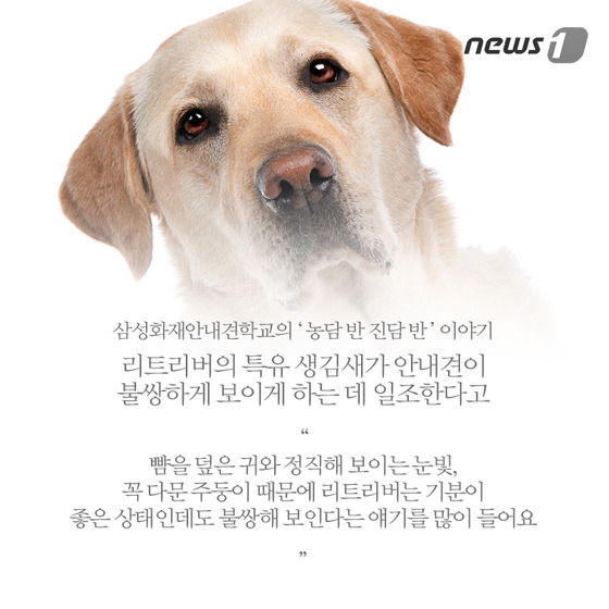 안내견은 스트레스 때문에 오래 못 산다? | 인스티즈